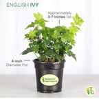 Thorsen's Greenhouse Live Green English Ivy Plant, Hedera Helix, Natural Air Purifier, Easy to Grow, Live Indoor Houseplant, 4" Diameter Pot (White)