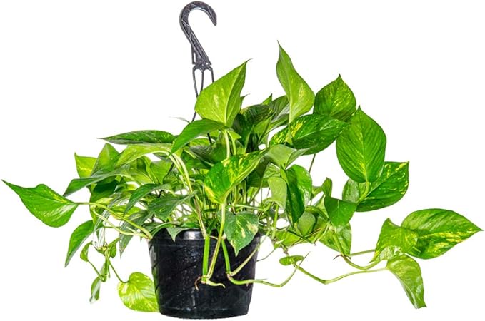 Golden Pothos in 8in Hanging Basket | Extremely Easy to Care for | Perfect for Any Indoor Space