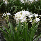 Chalily Spider Lily, a Great Live Pond Plant for Your Water Garden. Filters The koi and Goldfish Pond. Good for Bogs, Plant Shelf or Shallow Water This marginal Aquatic is a Real Beauty