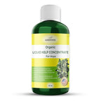 GARDENWISE Organic Premium Kelp Seaweed Concentrate for Hoya - Liquid Fertilizer - Liquid Plant Food - Nutrient-Rich Soil Enhancer - Natural Plant Food for Hoya Plant (32 OZ), OLKC-15