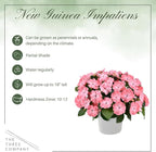 Live Flowering New Guinea Impatiens - Salmon (2 Plants Per Pack), Beautiful Shade Flowers, 12" Tall by 5" Wide in 1 Qt Pot
