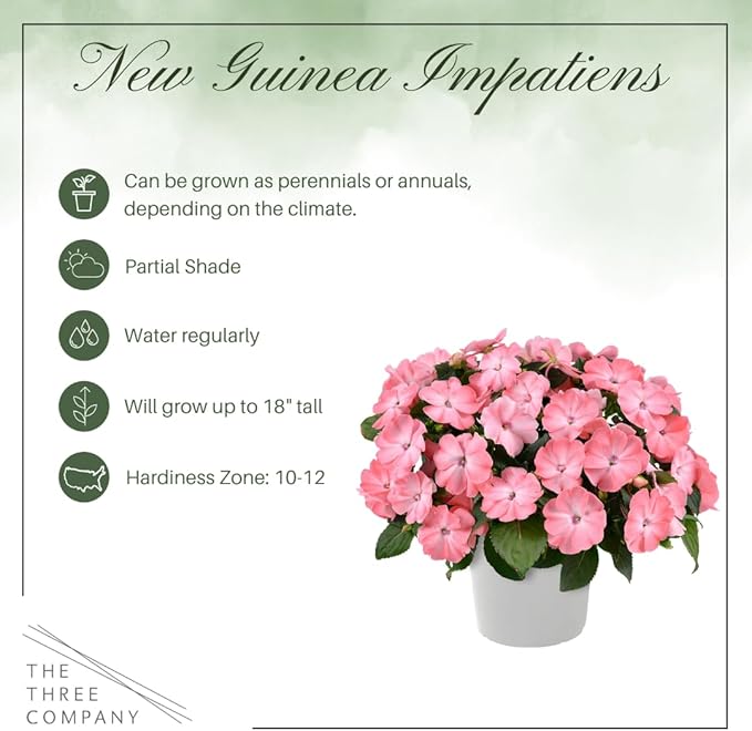 Live Flowering New Guinea Impatiens - Salmon (2 Plants Per Pack), Beautiful Shade Flowers, 12" Tall by 5" Wide in 1 Qt Pot