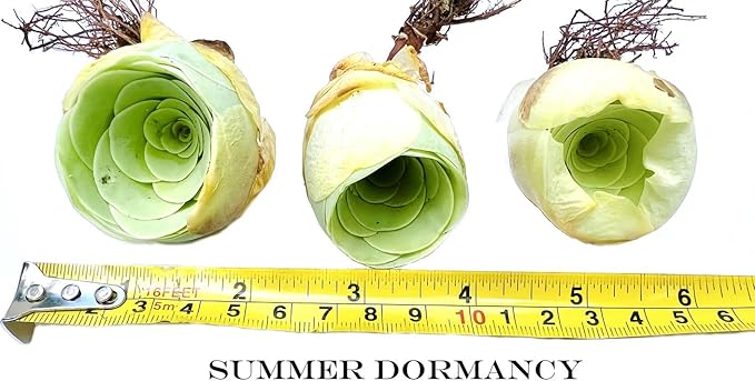 Two Greenovia Mix - Mountain Rose - Live Exotic Succulent Plant - Pack of 2 (Medium)