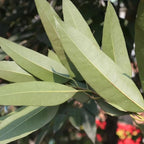 Lemon Eucalyptus (Corymbia citriodora) Live Plant - Fragrant Indoor/Outdoor Plant with Natural Insect Repellent Citronella Oil (4 eucal-Lemon sacs)
