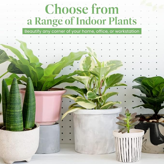 American Plant Exchange Philodendron Monstera – 10-Inch Pot – Live Split-Leaf Tropical Houseplant, Easy Care Indoor Plant for Home, Office, & Jungle-Inspired Décor