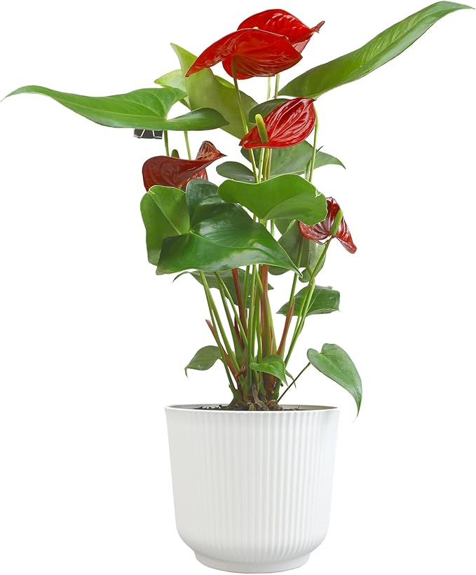 Altman Plants Red Anthurium Live Plant Decor in 6 Inch White Plastic Plant Pot, Easy to Grow Desk Plant, Easy Plant Gift, Decorative Indoor Plant, Live Anthuriums Live Plants Grown in Potting Soil Mix