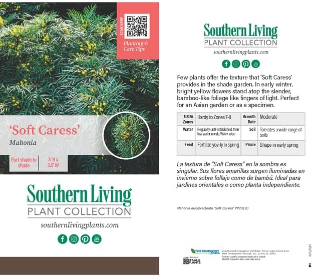 Southern Living Soft Caress Mahonia,1-Gallon Evergreen Flowering Shrub, 3-4 ft Tall and Wide, Yellow Blooms