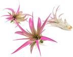 Fuchsia Colorful Tillandsia Air Plants - Long Lasting Color Enhanced Live Tillandsia Succulent House Plants - Home and Garden Decor - Easy Care Indoor/Outdoor Plants (Brachycaulos Abdita, Pack of 3)