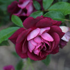 Heirloom Roses Rose Plant - Burgundy Iceberg™ Purple Rose Bush, Shrub Live Plant for Planting Outdoors