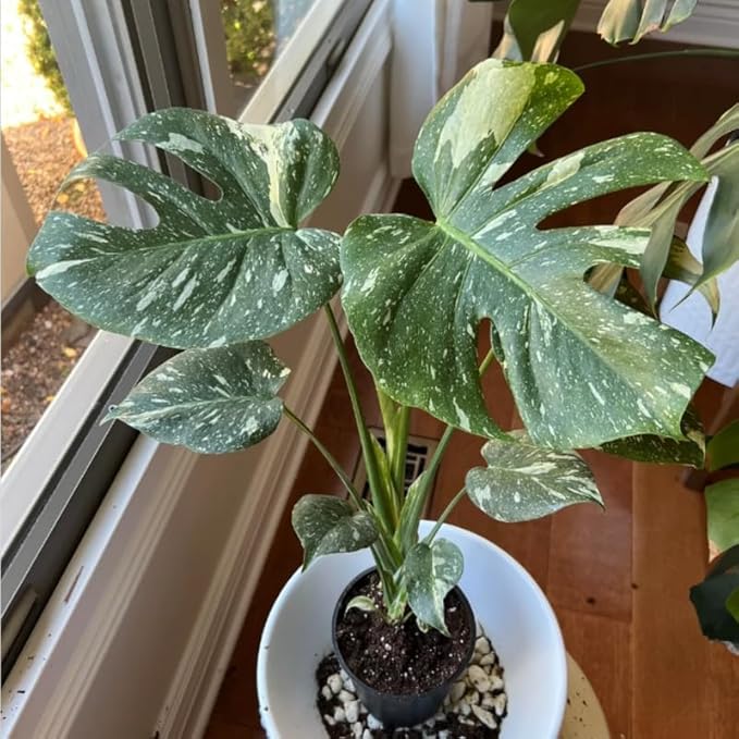 Rare Monstera Plant, Variegated Monstera Live Plant, Live Monstera Plant 3 Inches Height Bareroot for Indoor Planting