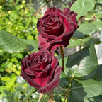 Rose Live Plant, Roses Flower Plant, Fragrant Flower for Planting, 4-6 Inches Tall, Bush Shrub Plants, Well Rooted, Ready to Grow (Velvet Red Rose)