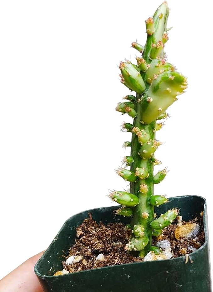 Live Cactus Plants, Fully Rooted 2-inch Cactus Succulent Plants, Rare Varieties for Gift or Home Decoration (Variegated Joseph's Coat Cactus)