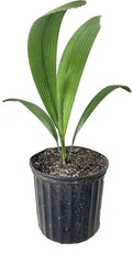 Joey Palm - Live Plant in a 3 Gallon Growers Pot - Johannesteijsmannia Altifrons - Ornamental Palms of Florida