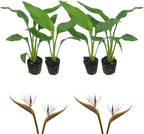 Live White Birds of Paradise Plant - 'White Birds of Paradise' Strelitzia nicolai - ragnaroc Tropical Plant 6-10” Tall - 4ct - Live Arrival Guaranteed - House Plants for Home Decor & Gift