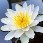 Mainam White Nymphaea Colossea Live Aquarium Plant Hardy Water Lilies Tuber for Freshwater Fish Pond Balcony