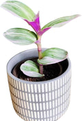 PLANTVERS Tradescantia Nanouk Lilac in a Nursery Pot | Pink Wandering Jew | Easy Care Hardy Indoor Houseplant | Low Light Air Purifier Plant (Single Plant)