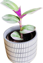 PLANTVERS Tradescantia Nanouk Lilac in a Nursery Pot | Pink Wandering Jew | Easy Care Hardy Indoor Houseplant | Low Light Air Purifier Plant (Single Plant)