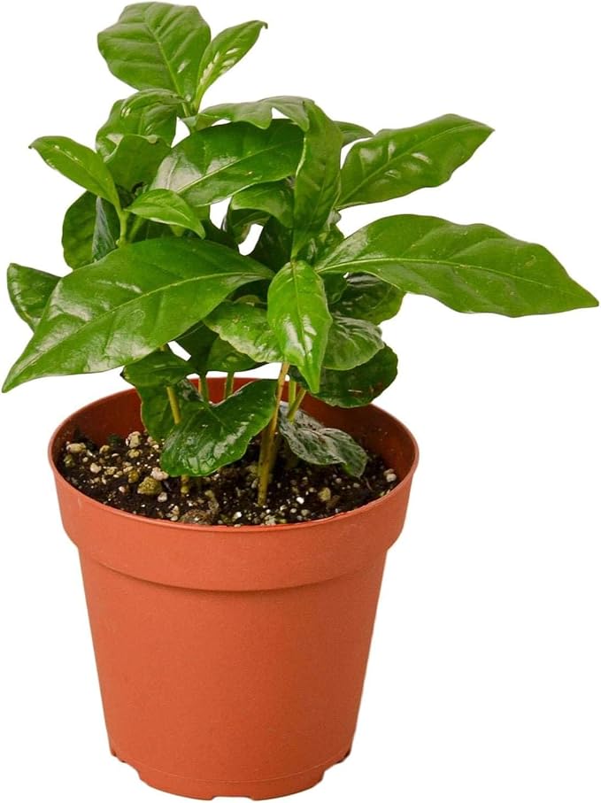Arabica Coffee Live Plant for Indoor | Different Houseplants in 3'' Pot | Real House Plant for Living Room, Office, Desk & Bathroom | Arabian Coffee | Mountain Coffee