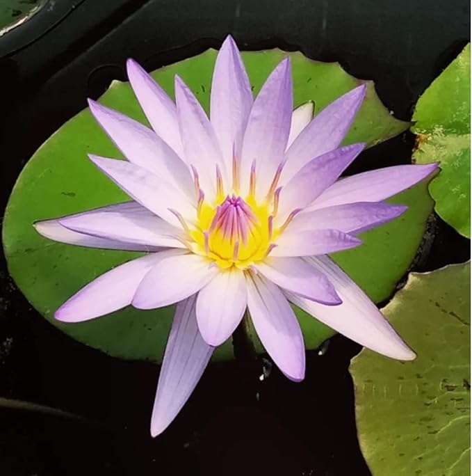 Mainam Mix Colorful Tropical Water Lily Tuber Live Aquarium Plant for Freshwater Fish Pond Balcony Buy 2 GET Fertilizer Free (Purple Nymphaea Casey Lee Slocum)