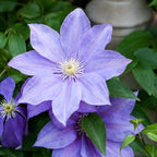 Clematis Vine Plant, Clematis Vine Plants Live in 2.5 Inch Pot, Perennial Climbing Clematis Plants Live for Outdoor Garden (Light Blue Flowers)