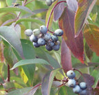 Silky Dogwood 2 Live Shrub (Cornus Amomum) – Native Wildlife Shrub with Blue Berries – 1 Gallon Pot, 2–3 ft Plant