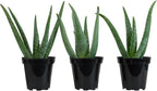 Aloe Vera Plant Live Succulent Plants (3 Pack), Live Aloe Vera Plant Succulents, Live Aloe Plant in Aloe Plant Pot, Aloe Plants Live Indoor Plants, Succulents Live House Plants by Plants for Pets