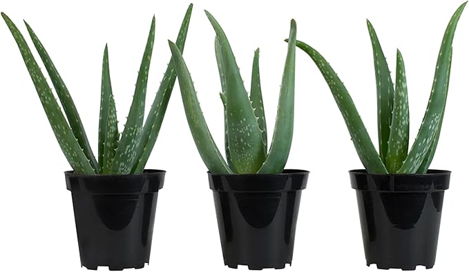 Aloe Vera Plant Live Succulent Plants (3 Pack), Live Aloe Vera Plant Succulents, Live Aloe Plant in Aloe Plant Pot, Aloe Plants Live Indoor Plants, Succulents Live House Plants by Plants for Pets