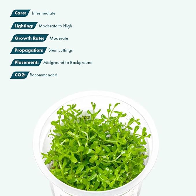 SubstrateSource Live Plant - Rotala Coin Leaf Tissue Culture Aquatic Live Aquarium Plant - 100% Snail Free in Vitro Cup (Rotala Coin Leaf)