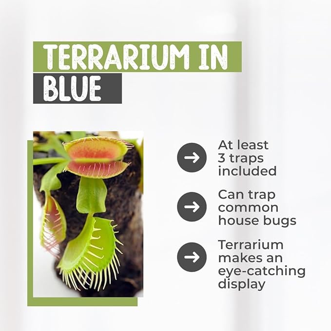 Venus Fly Trap Live Plant with 4.5" Blue Terrarium + Carnivorous Plants Food Bundle with Feeding Tweezers - Carnivorous Plant Soil and Live Venus Flytrap
