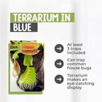 Venus Fly Trap Live Plant with 4.5" Blue Terrarium + Carnivorous Plants Food Bundle with Feeding Tweezers - Carnivorous Plant Soil and Live Venus Flytrap