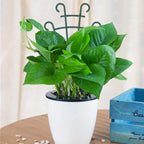 UWIOFF Indoor Small Trellis, 6Pcs Plant Trellis for Climbing Plants Trellis for Potted Plants Stackable Plastic Pot Plant Support Trellis for Indoor Outdoor Hoya Vines Pothos Houseplants