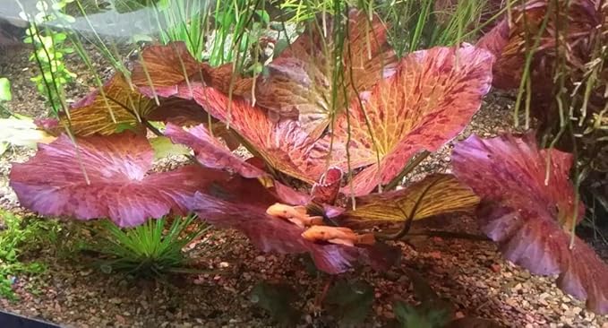 Marcus Fish Tanks - 3X Tiger Lotus Lily Nymphaea Lotus - Live Aquarium Plants - Freshwater Aquatic Plant