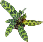 Calathea Lancifolia 'Rattlesnake' Plant (6 inch) - Pet-Friendly Houseplants - Attractive Indoor Plants, Easy to Grow, Pet Safe Plants for Cats & Dogs, Ideal for Home Decor, Office & Gift