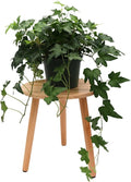 American Plant Exchange English Ivy 'Needlepoint' – 6-Inch Pot, Live Trailing Vine, Low-Maintenance Air-Purifying Houseplant for Hanging Baskets, Shelves & Indoor Home or Office Décor