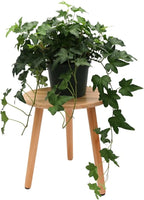 American Plant Exchange English Ivy 'Needlepoint' – 6-Inch Pot, Live Trailing Vine, Low-Maintenance Air-Purifying Houseplant for Hanging Baskets, Shelves & Indoor Home or Office Décor
