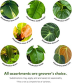 BubbleBlooms Philodendron Assortment Set, 4 inch pots, Set of 3, Indoor Houseplants Grower's Choice Variety
