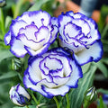 Eustoma Lisianthus Plant Live, Lisianthus Flowers Well Rooted Plug 2-3 Inch Height, Lisianthus Thornless Roses Seedling (Rare Blue Lisianthus)
