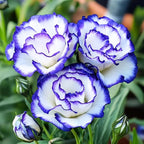 Eustoma Lisianthus Plant Live, Lisianthus Flowers Well Rooted Plug 2-3 Inch Height, Lisianthus Thornless Roses Seedling (Rare Blue Lisianthus)