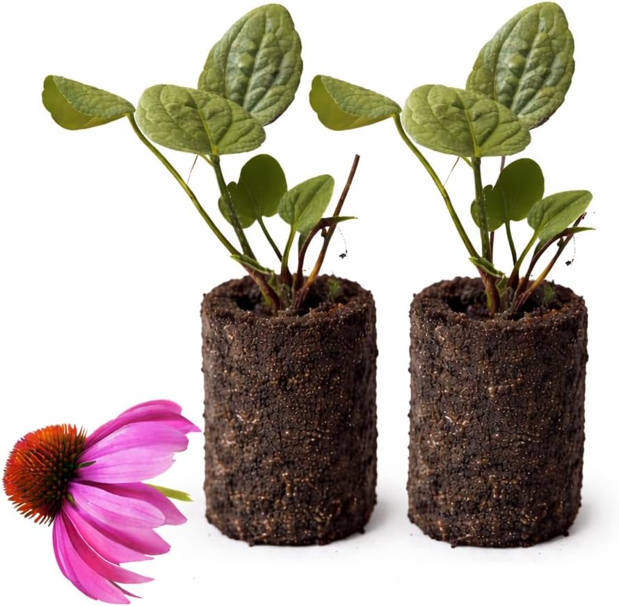 Pollinator Garden Live Plant Collection – 8 Perennial Live Plants | Butterfly Weed, Swamp Milkweed, Purple Coneflower & Black-Eyed Susan | Attract Monarchs, Bees & Hummingbirds | Native Perrenials
