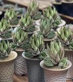 Sprout N Green Haworthia coarctata, Rare Live Succulent Plant Fully Rooted in 2inch Starter Pot, Home Office Indoor Outdoor Wedding Decoration DIY Projects Party Favor, Pets Friendly