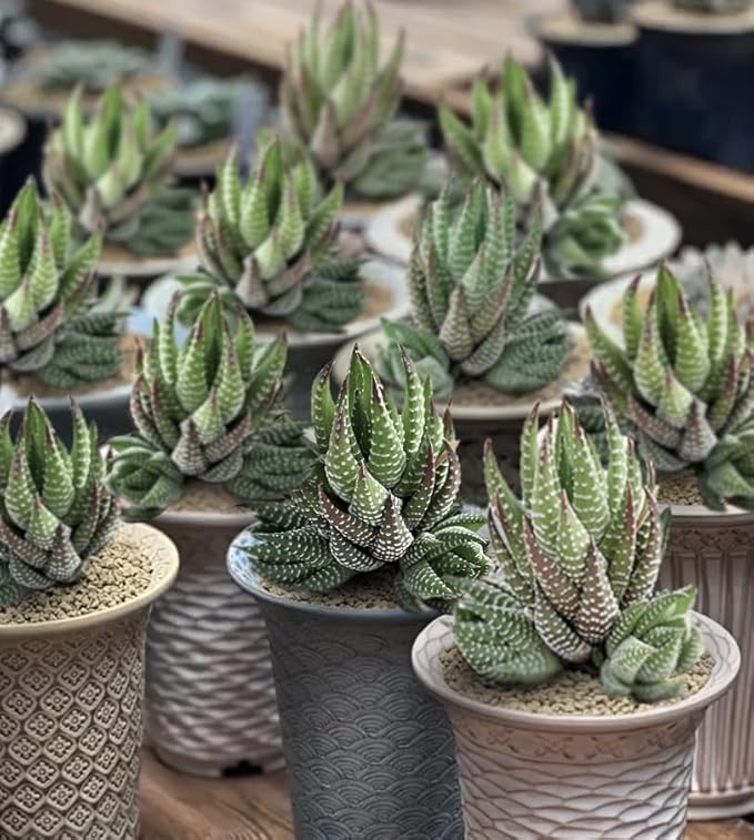 Sprout N Green Haworthia coarctata, Rare Live Succulent Plant Fully Rooted in 2inch Starter Pot, Home Office Indoor Outdoor Wedding Decoration DIY Projects Party Favor, Pets Friendly