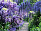 Blue Moon Wisteria Vine - Massive Foot Long Fragrant Flowers - Attract Hummingbirds - 2 - Year Plant by - Japanese Maples and Evergreens