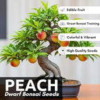Bonsai Peach Tree Seeds – 2 Large Seeds for Miniature Fruit-Bearing Trees – Easy to Grow, Hardy, Produces Sweet Peaches - Great for Beginner Bonsai - Ideal for Home Garden