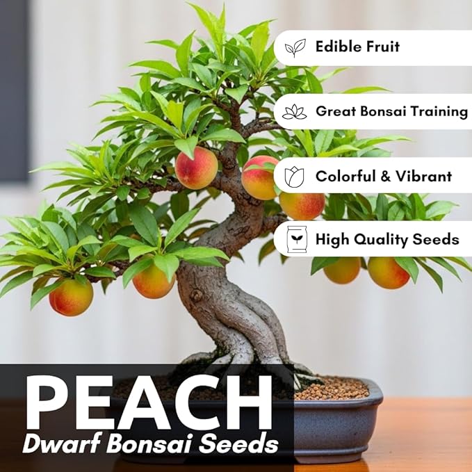 Bonsai Peach Tree Seeds – 2 Large Seeds for Miniature Fruit-Bearing Trees – Easy to Grow, Hardy, Produces Sweet Peaches - Great for Beginner Bonsai - Ideal for Home Garden