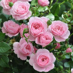 Pearly Gates Peachy Climbing Rose Live Plant, Can Grow As Rose Bushes Shrubs, Fragrant Ready to Plant, Starter Size, 5 to 10 Inc Tall, Dormant in Winter