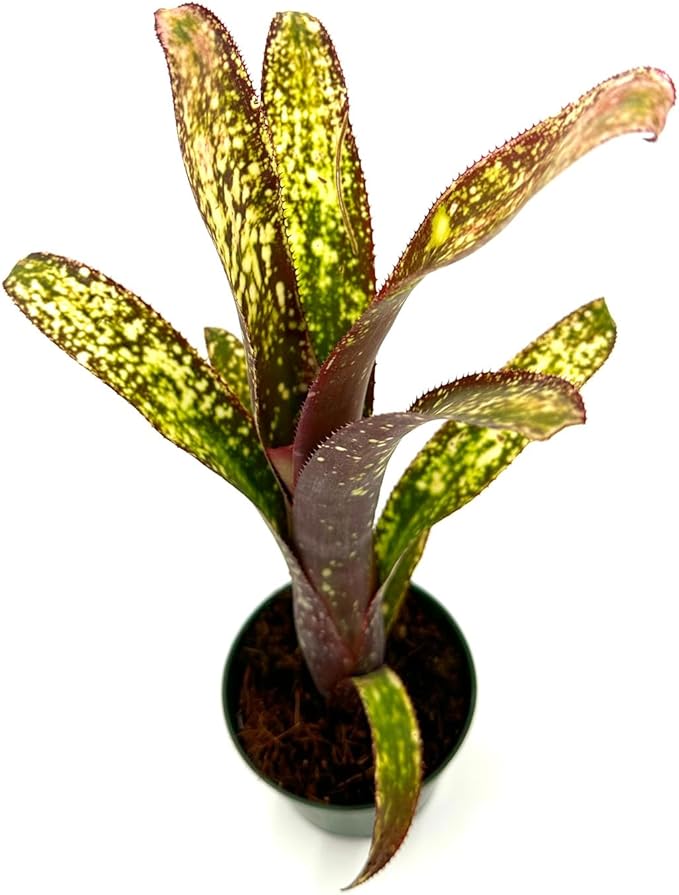ragnaroc Live Plants – Bromeliad Billbergia Casa Blanca, 8-12" in 4" Pot - 1ct - Live Arrival Guaranteed - House Plants for Home Decor & Gift
