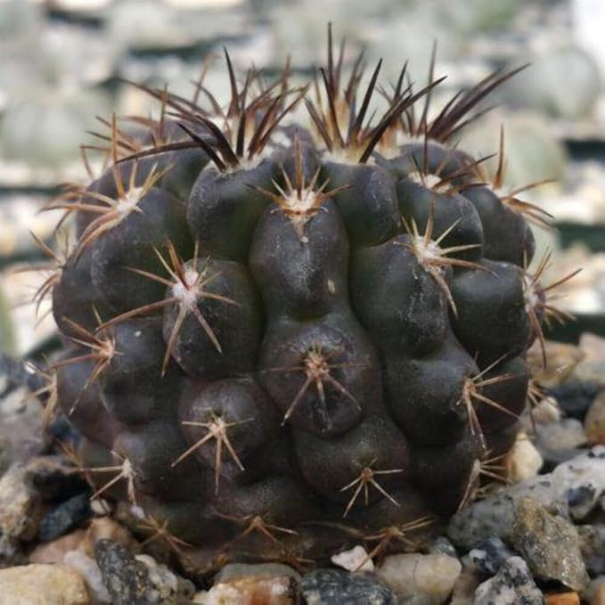 Neochilenia huascensis eriosyce crispa Cacti Cactus Succulent Real Live Plant