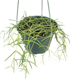 Hoya Linearis Live Plant in 6” Hanging Pot – Rare Trailing Houseplant with Fuzzy Foliage - Hoya Plants Live Houseplants - Air Purifying Plant - Ships from CA (6" Hanging Pot, Short)