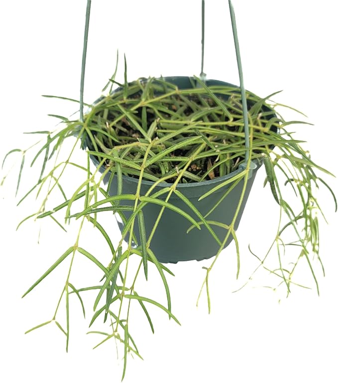 Hoya Linearis Live Plant in 6” Hanging Pot – Rare Trailing Houseplant with Fuzzy Foliage - Hoya Plants Live Houseplants - Air Purifying Plant - Ships from CA (6" Hanging Pot, Long)
