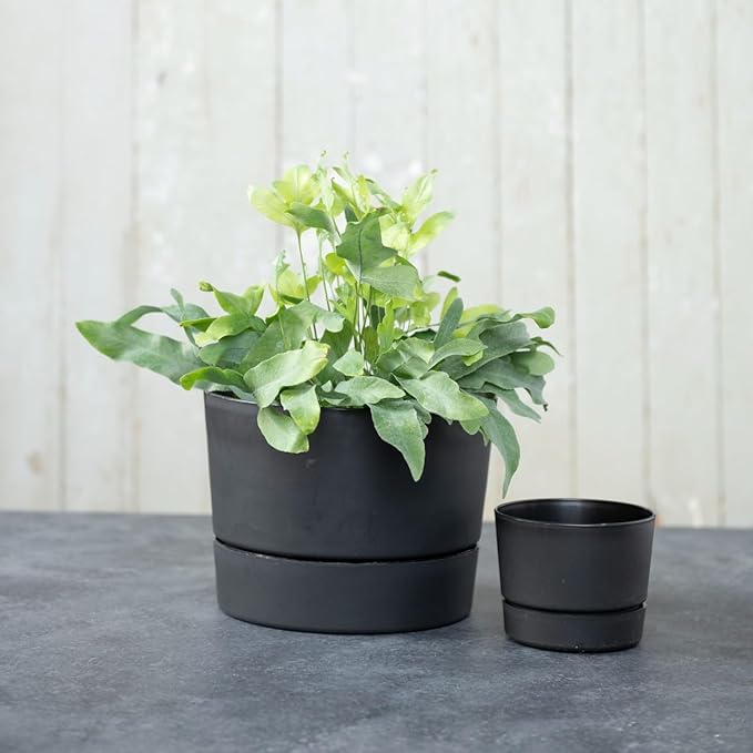 Root & Vessel Majestic Mid-Century Modern Low Profile Cylinder Pot, Matte Black, 10.5"
